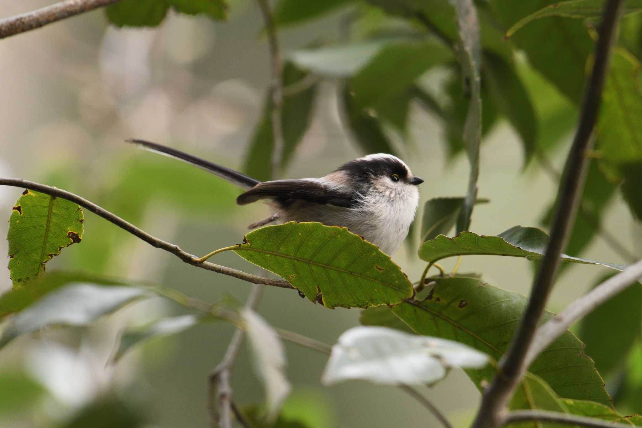 Photo of Long-tailed Tit at 和田堀公園 by morinokotori