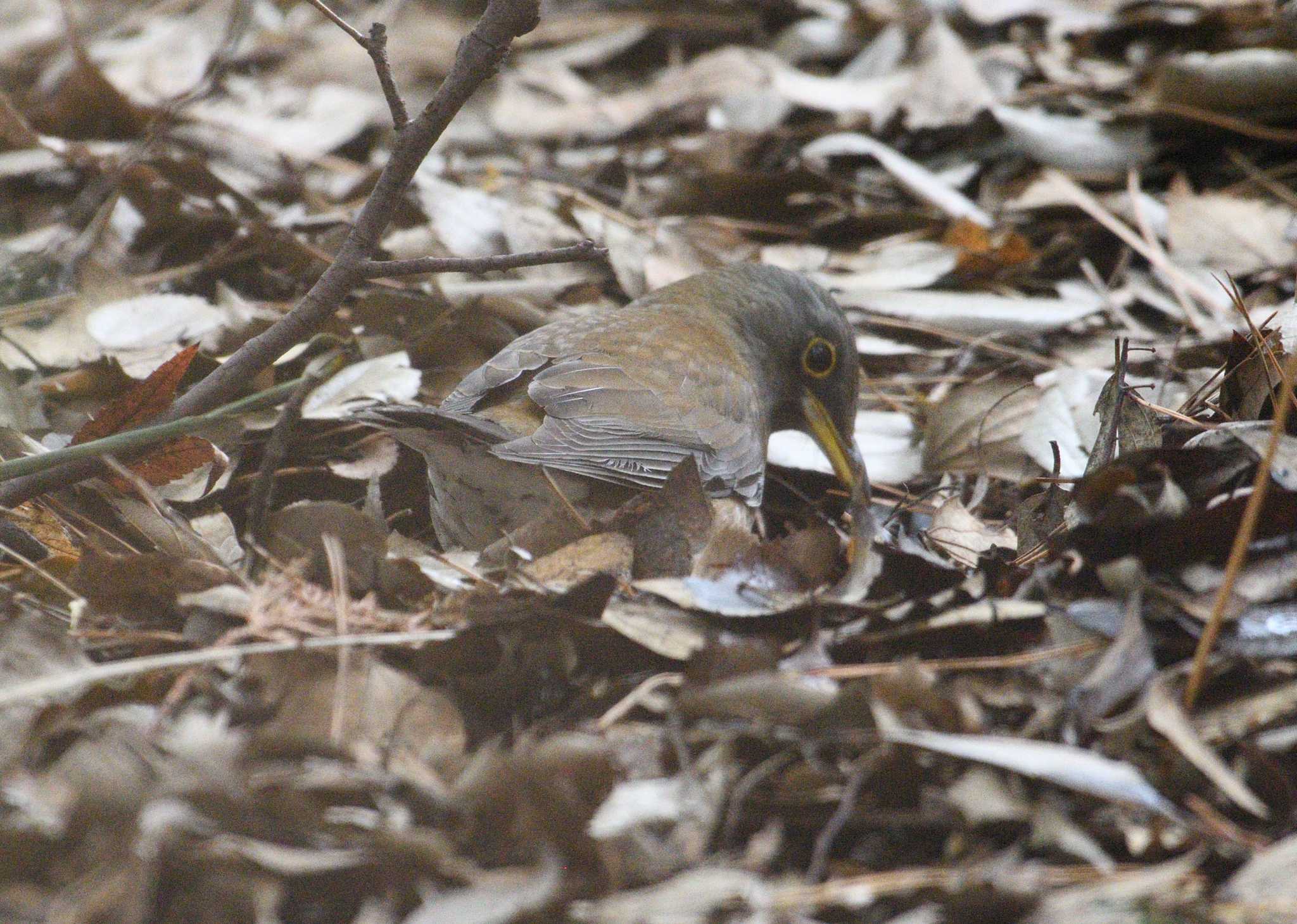 Photo of Pale Thrush at 和田堀公園 by morinokotori