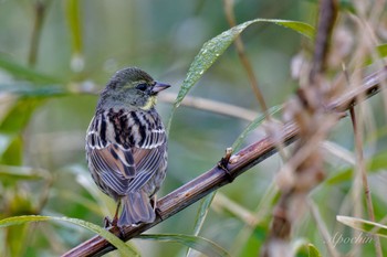 Masked Bunting Kodomo Shizen Park Sun, 3/24/2024