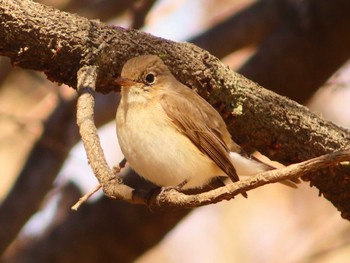 Red-breasted Flycatcher まつぶし緑の丘公園 Sun, 3/3/2024