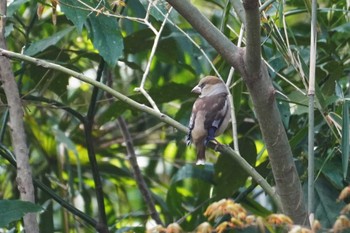 Hawfinch 井の頭恩賜公園 Wed, 3/20/2024