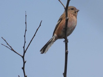 Siberian Long-tailed Rosefinch 淀川河川公園 Fri, 3/22/2024