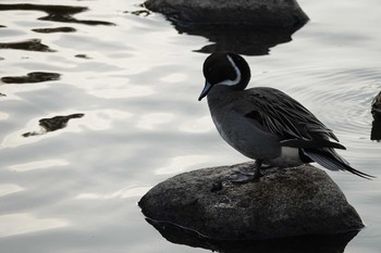 オナガガモ 昆陽池公園 2018年11月25日(日)