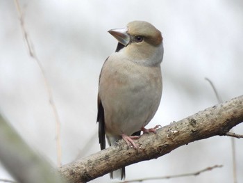 Hawfinch 淀川河川公園 Fri, 3/22/2024