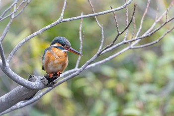 Common Kingfisher Kodomo Shizen Park Sun, 3/24/2024