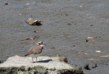 Little Ringed Plover Fujimae Tidal Flat Wed, 3/27/2024