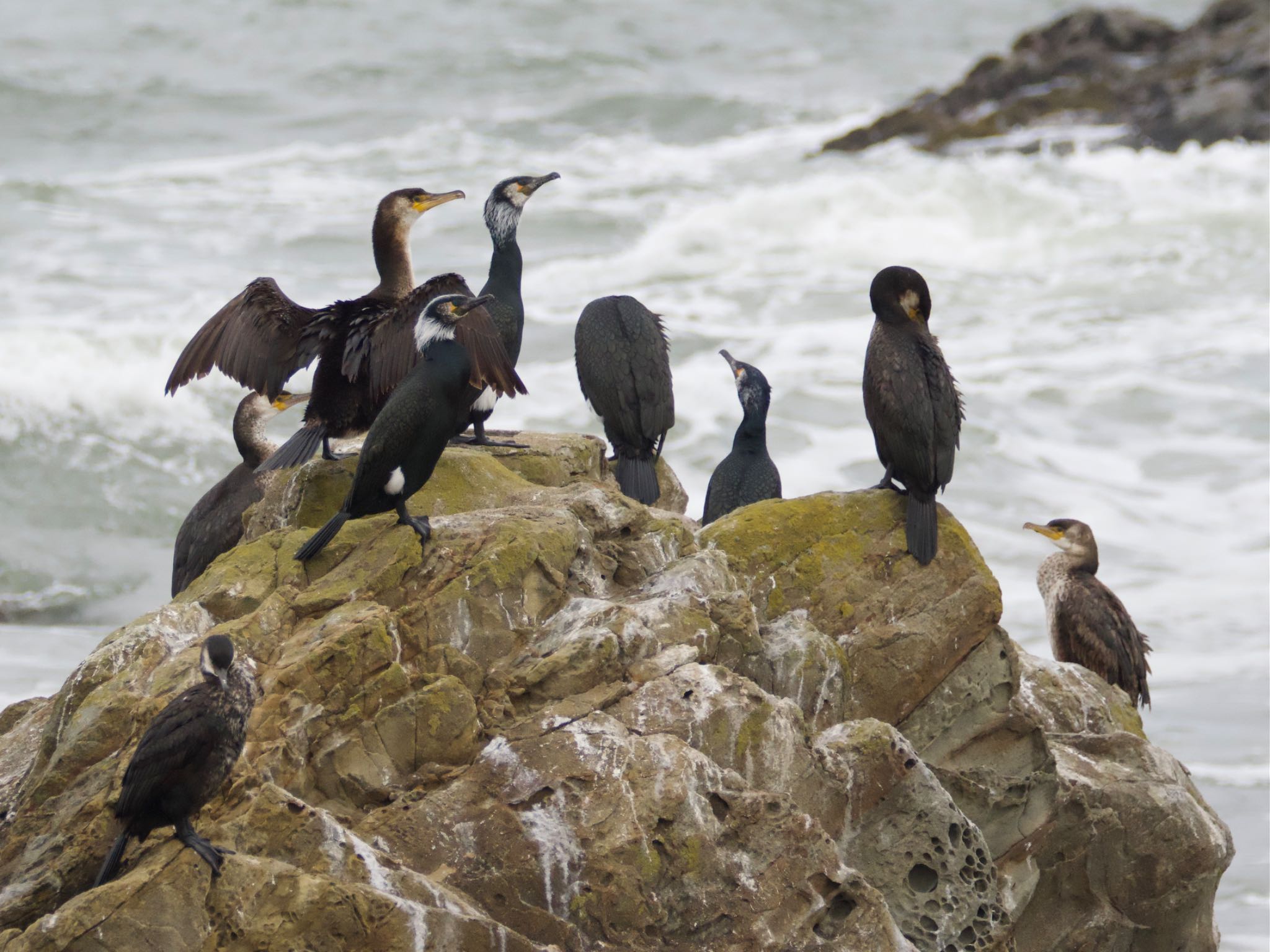 Photo of Japanese Cormorant at 平磯海岸 by スキーヤー