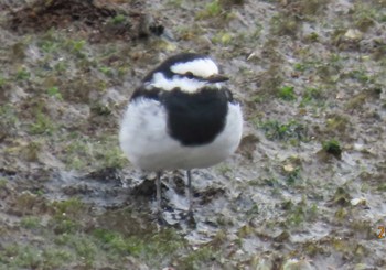 White Wagtail 東京湾 Thu, 3/28/2024