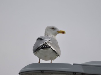 Slaty-backed Gull 平磯海岸 Sun, 3/24/2024