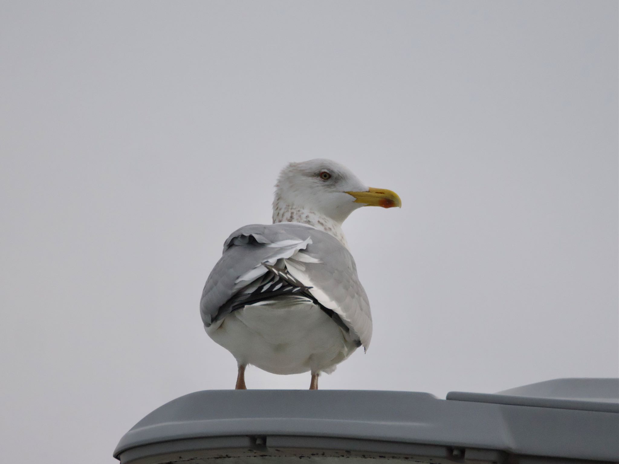 Slaty-backed Gull