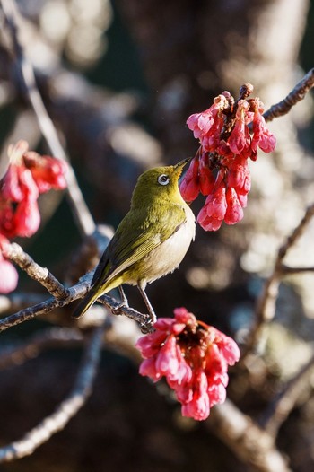 Warbling White-eye あけぼの山農業公園 Sat, 3/9/2024