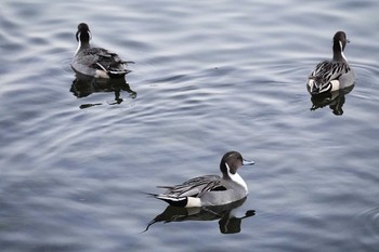 オナガガモ 昆陽池公園 2018年11月29日(木)