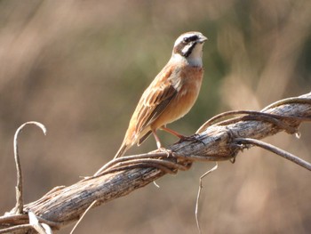 Meadow Bunting Akigase Park Sat, 3/16/2024