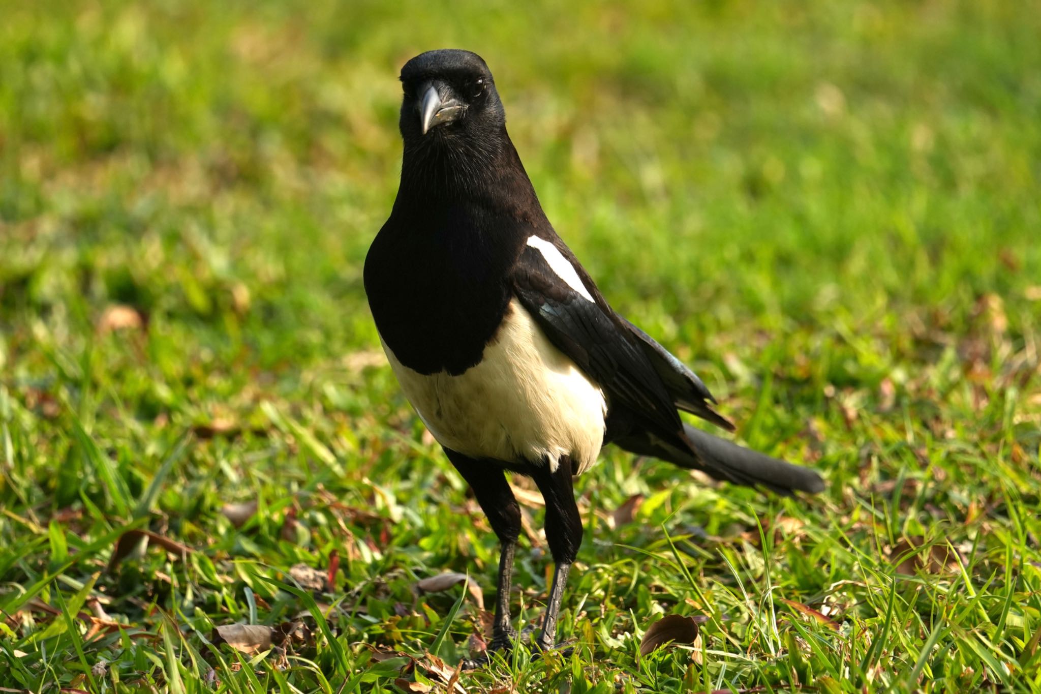 Photo of Eurasian Magpie at 林森公園 by Rikaooooo