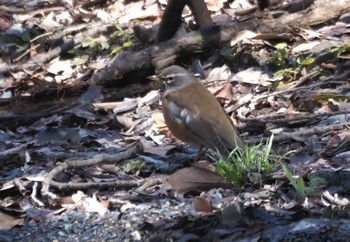 Eyebrowed Thrush Hattori Ryokuchi Park Wed, 3/27/2024