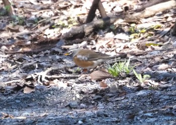 Eyebrowed Thrush Hattori Ryokuchi Park Wed, 3/27/2024