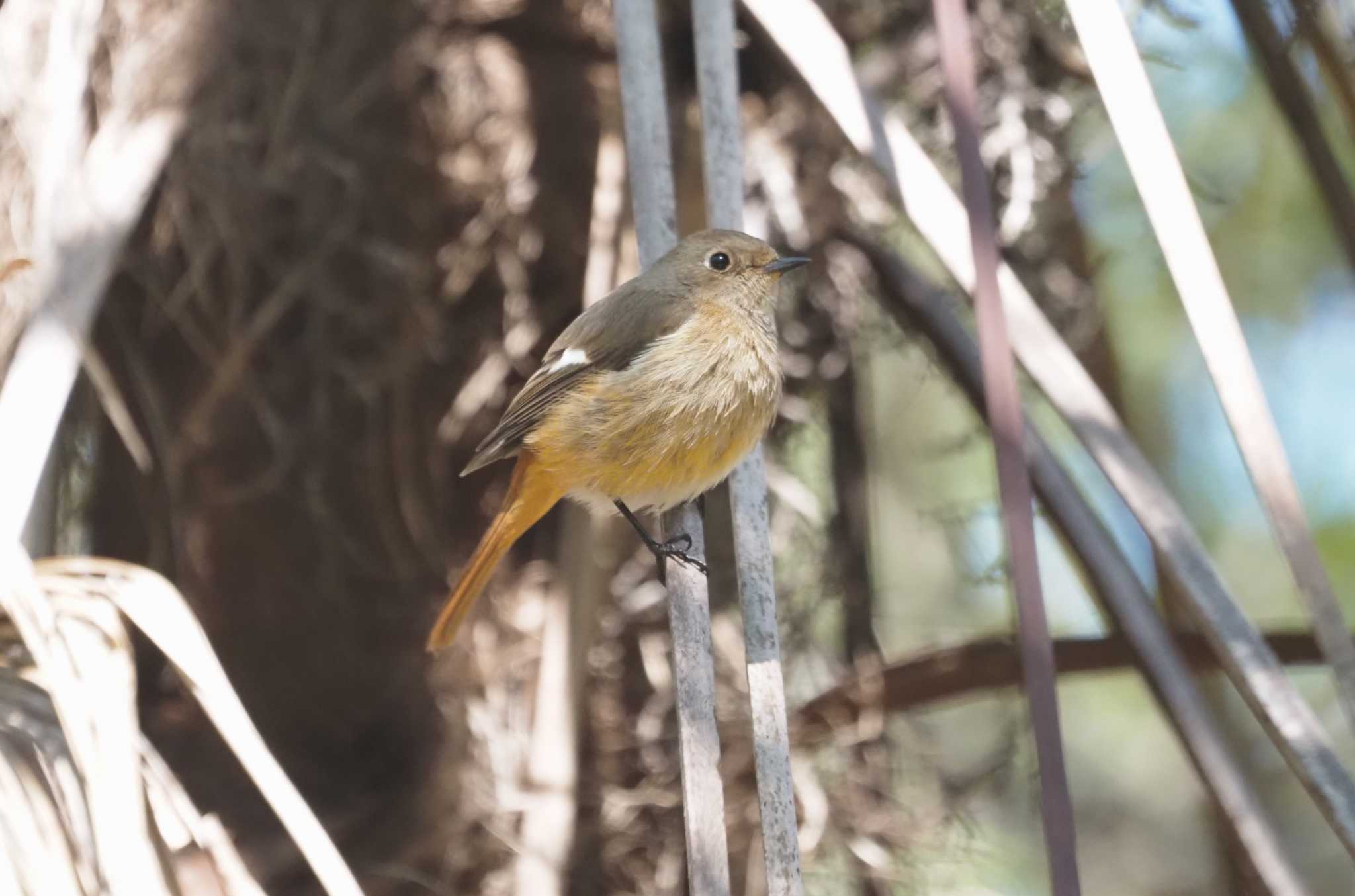 Photo of Daurian Redstart at Hattori Ryokuchi Park by マル