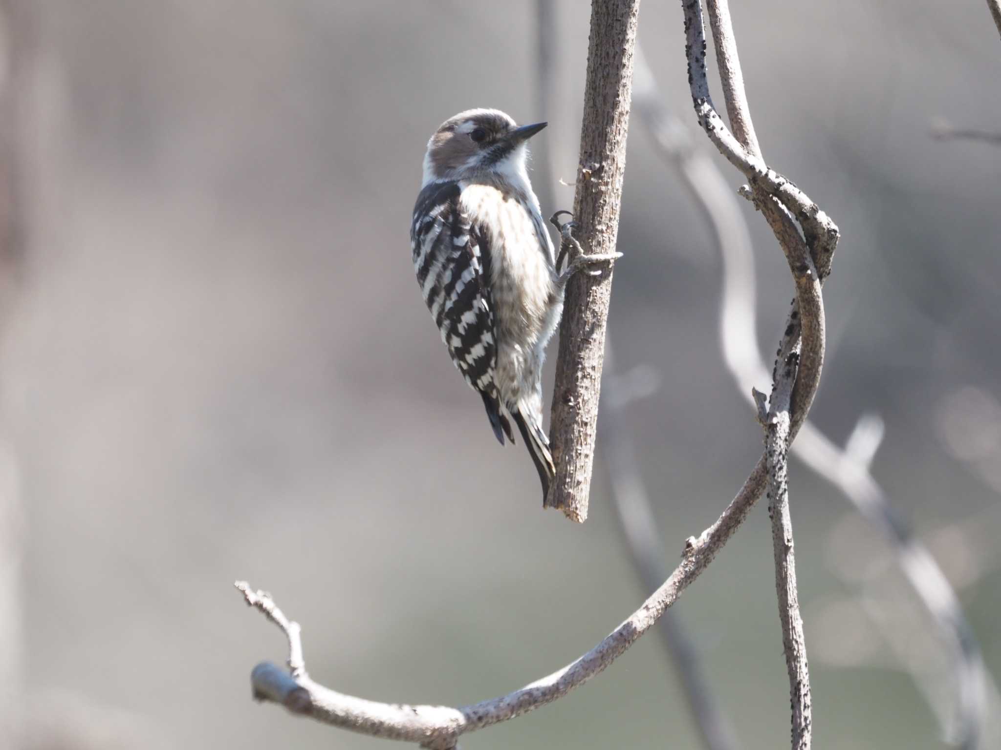 Photo of Japanese Pygmy Woodpecker at 千里中央公園(大阪府豊中市) by マル