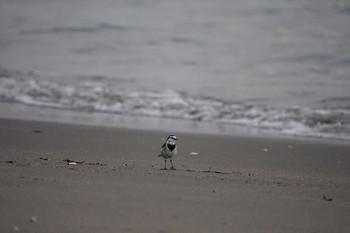 2018年12月3日(月) 三浦半島の野鳥観察記録