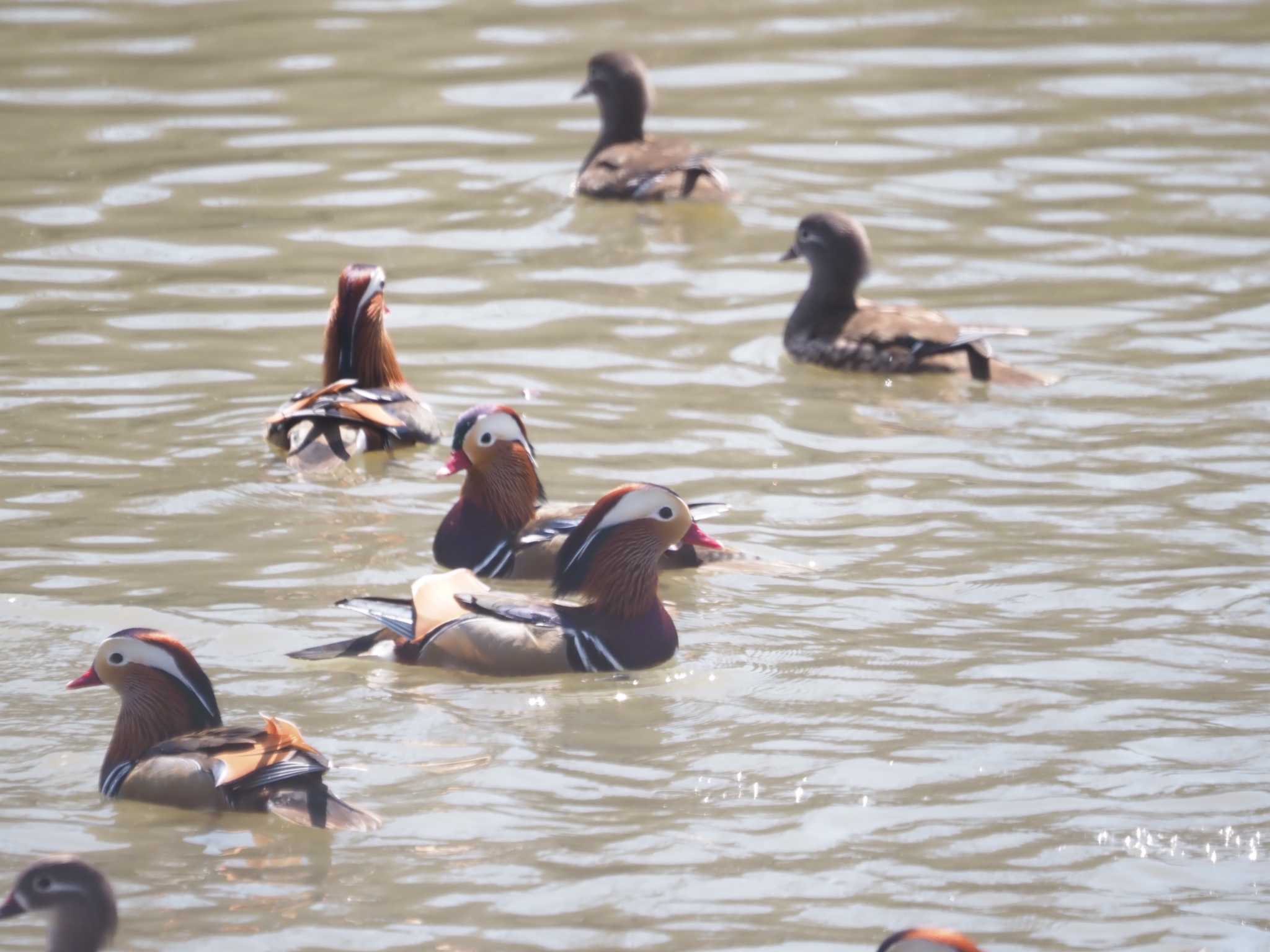 Photo of Mandarin Duck at 千里中央公園(大阪府豊中市) by マル