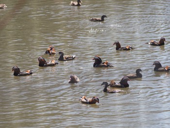 Mandarin Duck 千里中央公園(大阪府豊中市) Wed, 3/27/2024