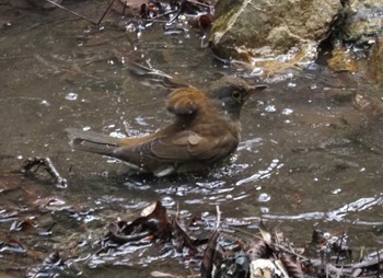 Pale Thrush 甲山森林公園 Thu, 3/28/2024