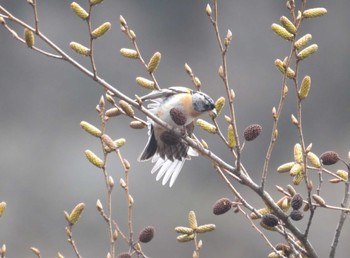 Brambling 六甲山 Thu, 3/28/2024