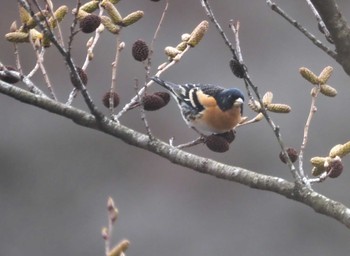 Brambling 六甲山 Thu, 3/28/2024