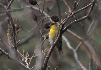 Eurasian Siskin 六甲山 Thu, 3/28/2024