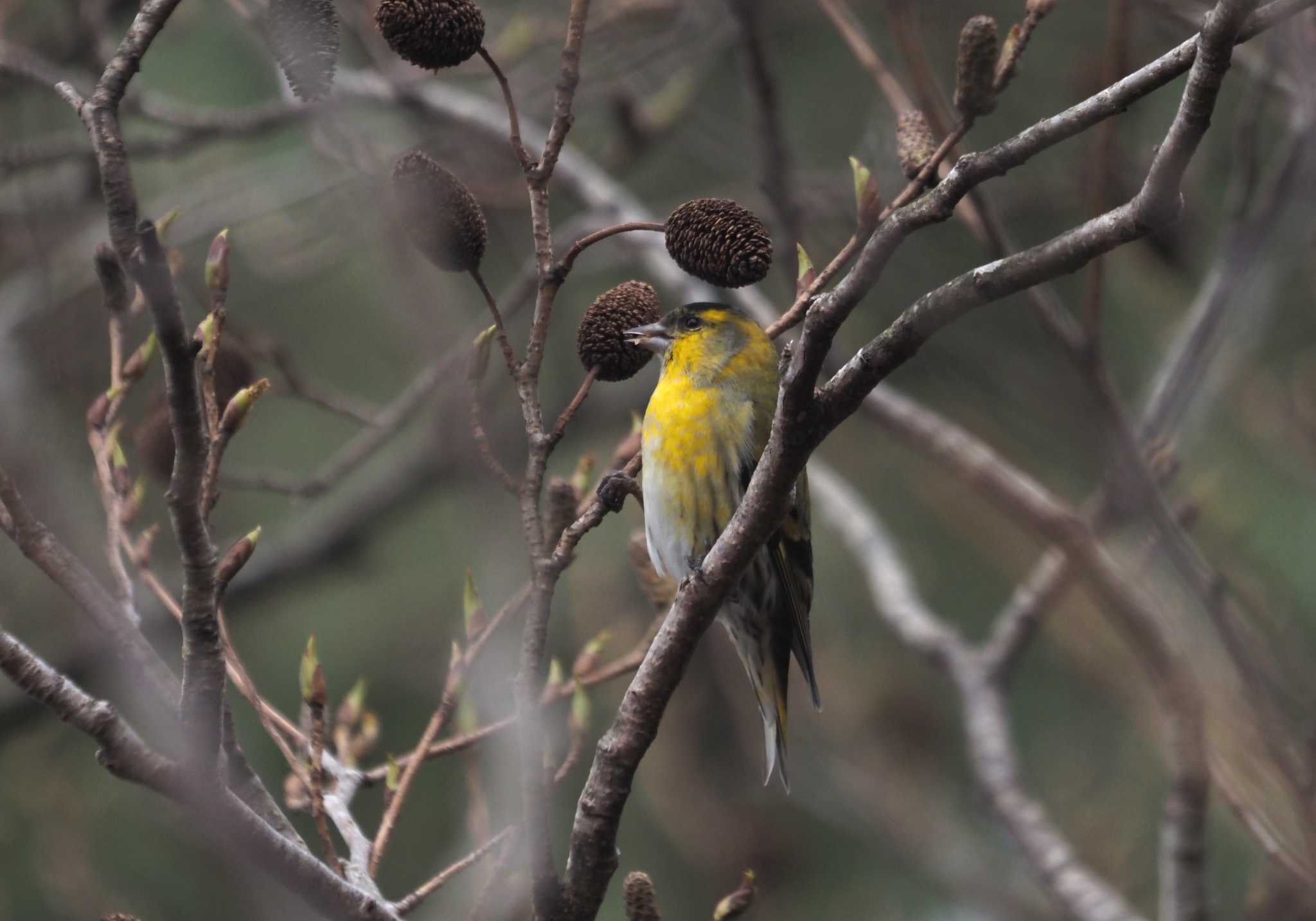 Photo of Eurasian Siskin at 六甲山 by マル