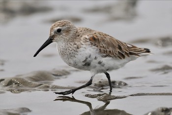 Dunlin Sambanze Tideland Sun, 3/24/2024