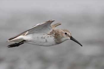 Dunlin Sambanze Tideland Sun, 3/24/2024