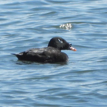 ビロードキンクロ ふなばし三番瀬海浜公園 2024年3月27日(水)