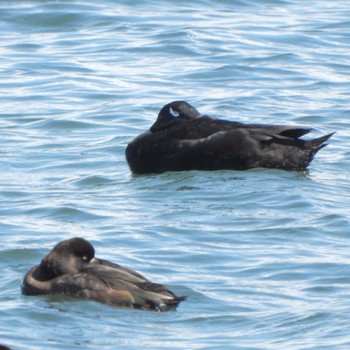 White-winged Scoter Sambanze Tideland Wed, 3/27/2024