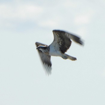 Osprey Sambanze Tideland Wed, 3/27/2024