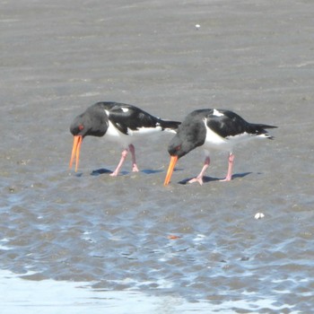 Eurasian Oystercatcher Sambanze Tideland Wed, 3/27/2024