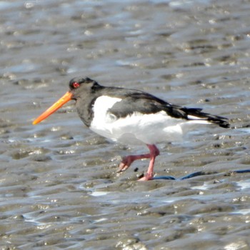 Eurasian Oystercatcher Sambanze Tideland Wed, 3/27/2024