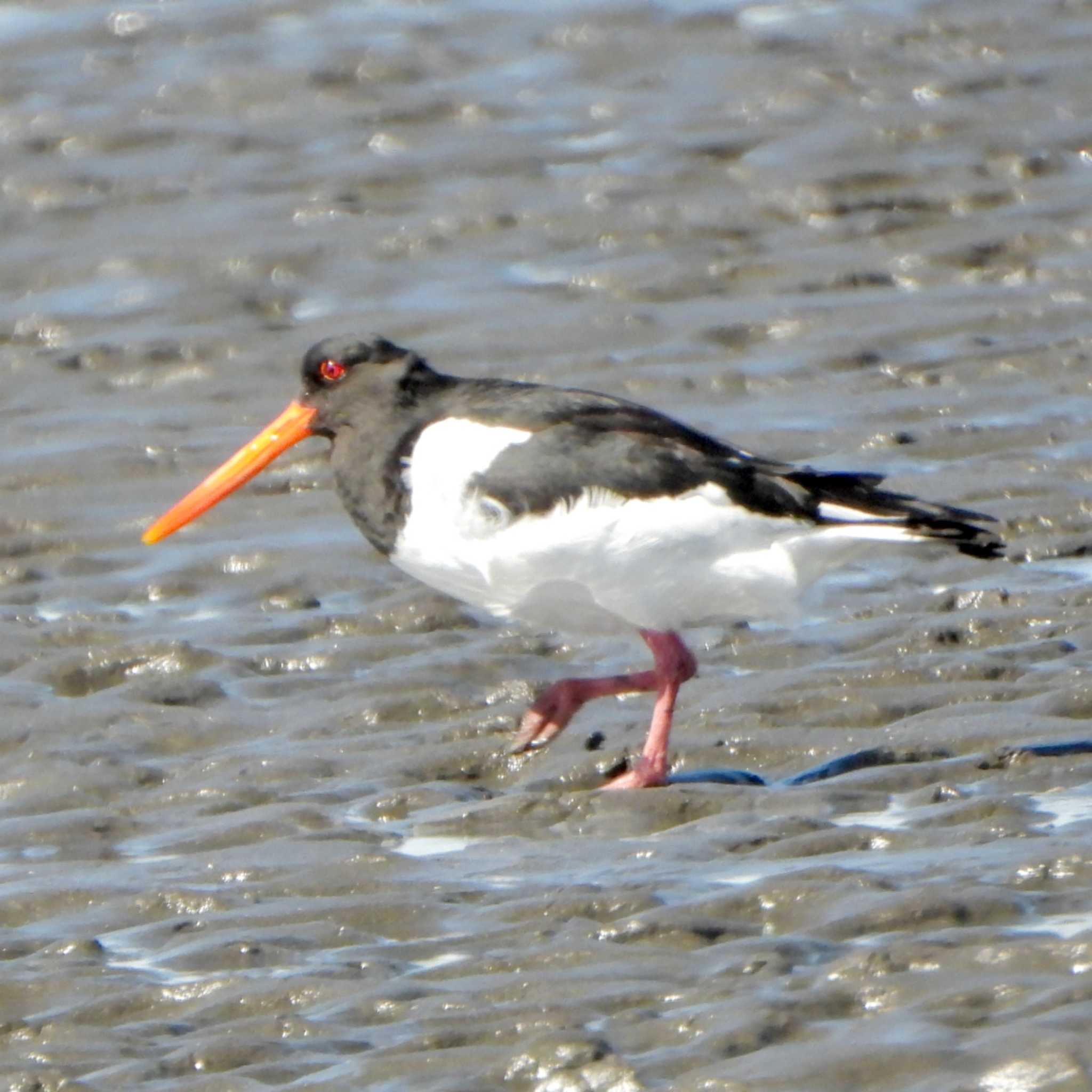 Eurasian Oystercatcher