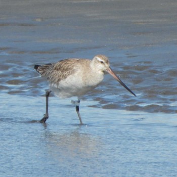 Bar-tailed Godwit Sambanze Tideland Wed, 3/27/2024