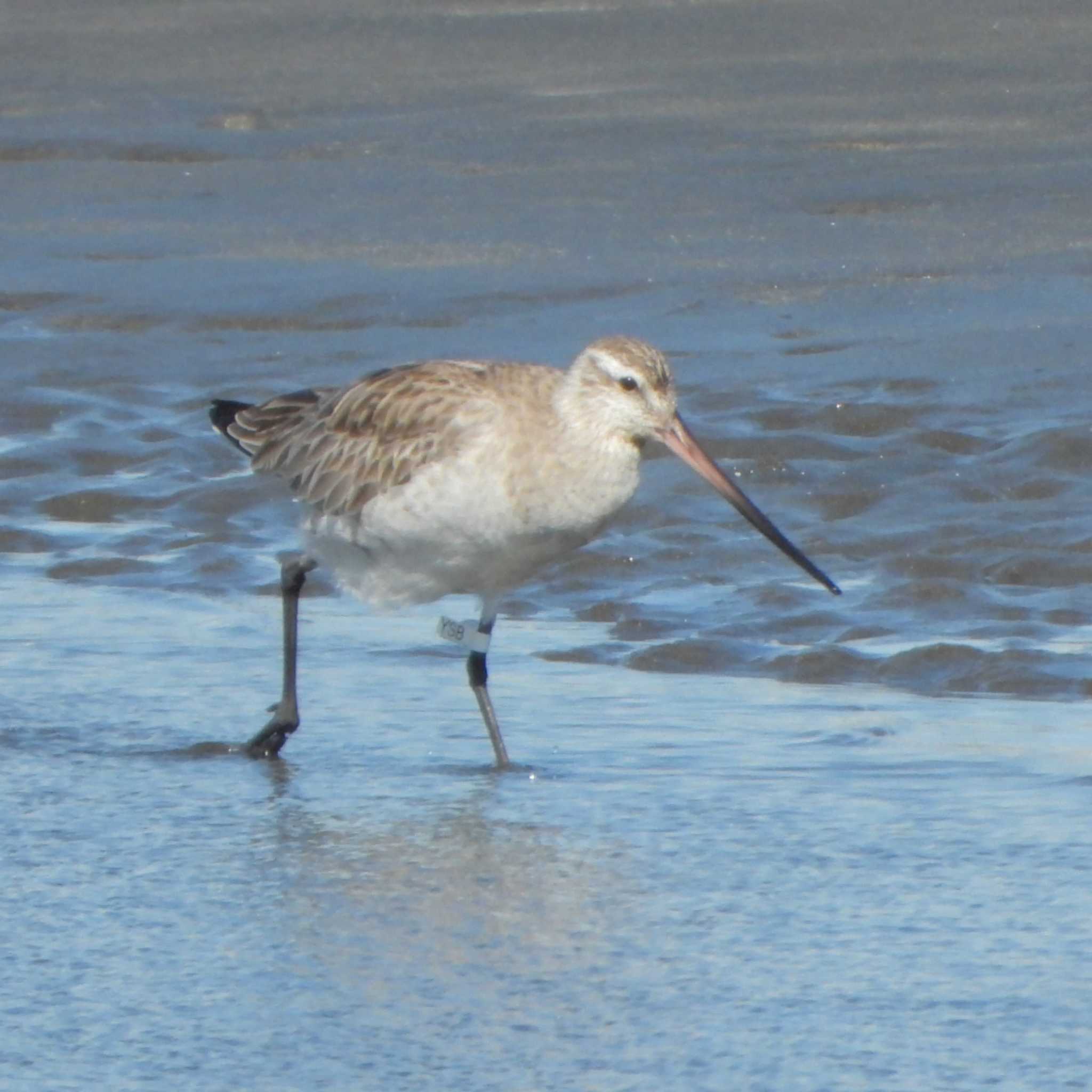 Photo of Bar-tailed Godwit at Sambanze Tideland by akashi-tai