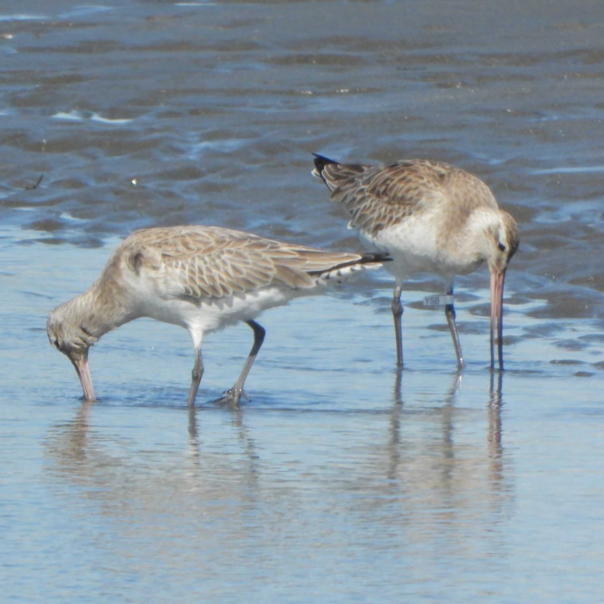 Photo of Bar-tailed Godwit at Sambanze Tideland by akashi-tai