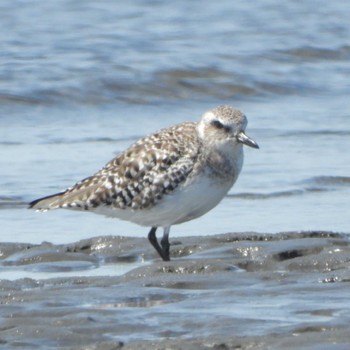 Grey Plover Sambanze Tideland Wed, 3/27/2024