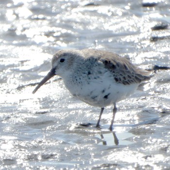 Dunlin Sambanze Tideland Wed, 3/27/2024