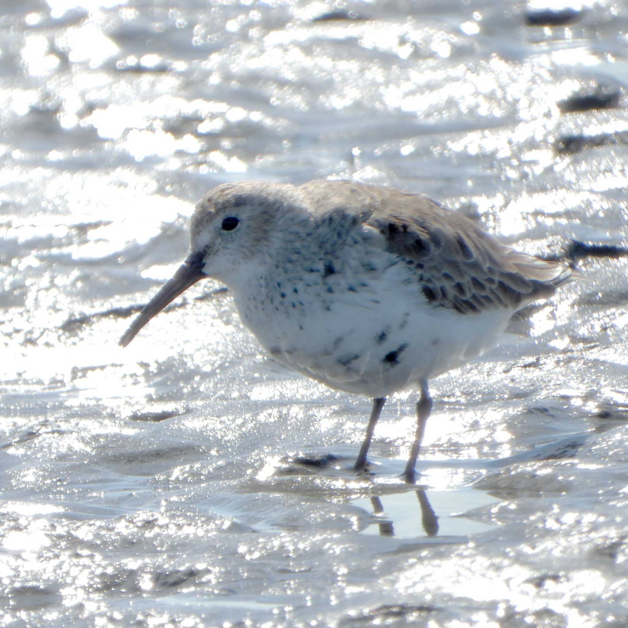 Photo of Dunlin at Sambanze Tideland by akashi-tai