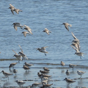 ハマシギ ふなばし三番瀬海浜公園 2024年3月27日(水)