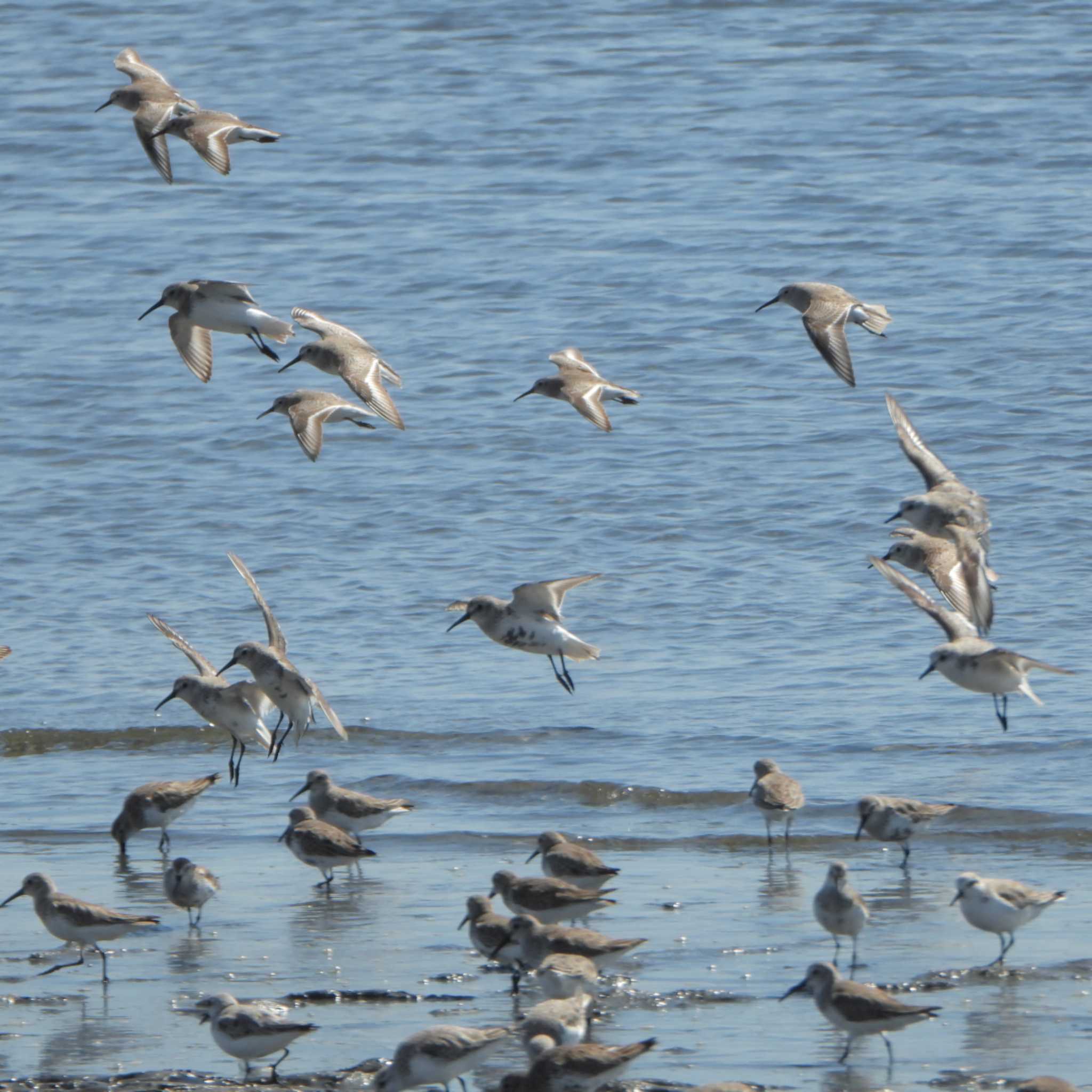 Photo of Dunlin at Sambanze Tideland by akashi-tai