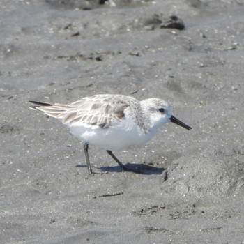 Sanderling Sambanze Tideland Wed, 3/27/2024