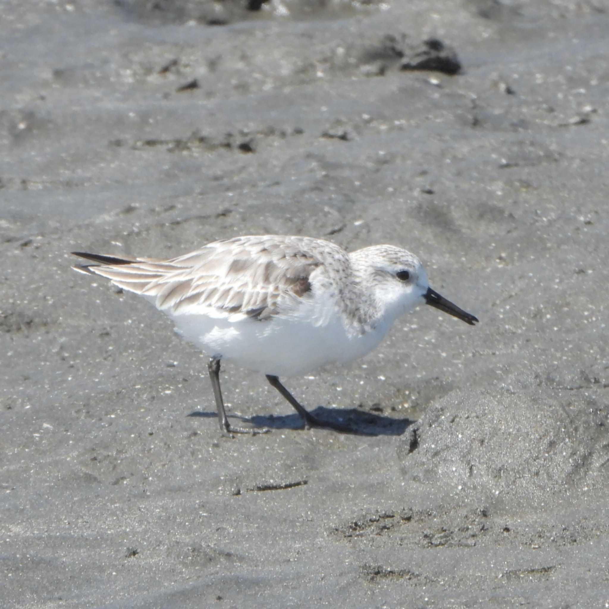 Photo of Sanderling at Sambanze Tideland by akashi-tai