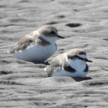 Kentish Plover Sambanze Tideland Wed, 3/27/2024