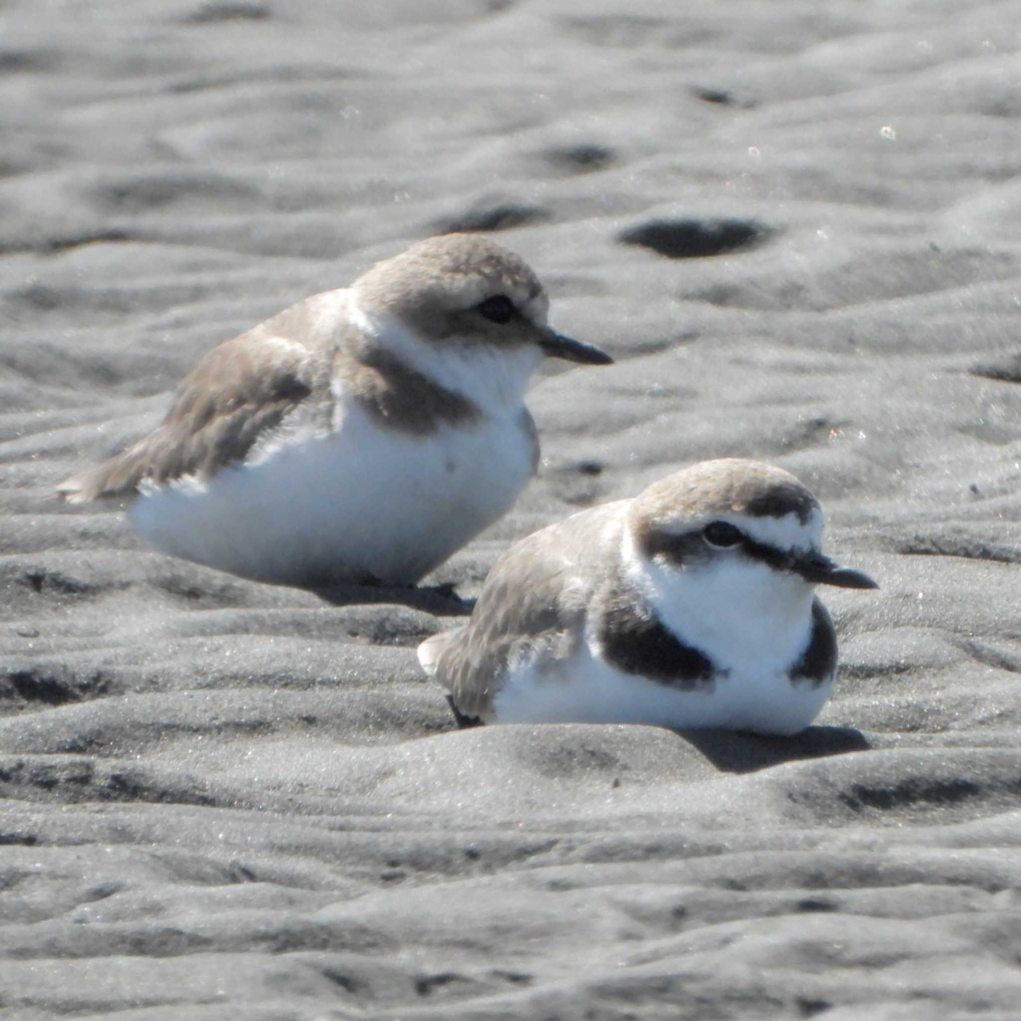 Photo of Kentish Plover at Sambanze Tideland by akashi-tai